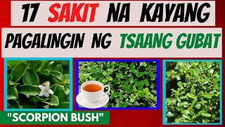 TSAANG GUBAT  mga SAKIT na kayang pagalingin nito  Health BENEFITS  HALAMANG GAMOT [upl. by Prosperus]