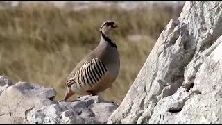 Jarebica kamenjarkaAlectoris graecavideo by T Mićo Gabrić [upl. by Stelu]