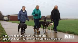 Bensheimer Verein rettet Greyhounds [upl. by Ayres593]