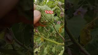 Thrips control kaise kare [upl. by Dougie]