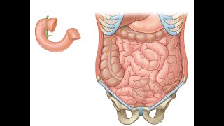 Small Intestine 3 parts [upl. by Lupita708]