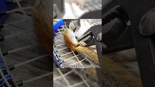 救了小松鼠 animal rescue animallover animalrescue squirrel [upl. by Neelahtak]