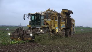 Zuckerrüben 2024 Maschinenring Wetterau ROPA Tiger6S Rübenroder in der Wetterau bei Beienheim [upl. by Tasha929]