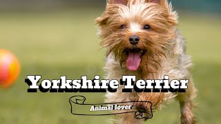 Is Yorkshire Terrier a Good Dog Breed  Everything you need to know about Yorkshire Terrier [upl. by Hitt]