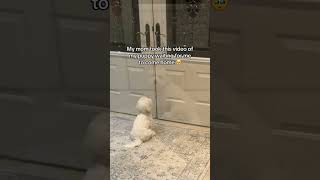 Heartwarming Your Pet Waiting for You to Come Home from Work dogemotions dogbehavior petemotion [upl. by Terry]