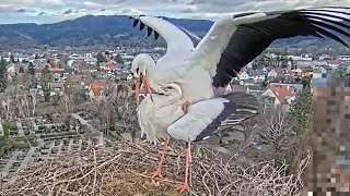 Live aus dem Storchennest Kirchzarten Deutschland [upl. by Odlabso]