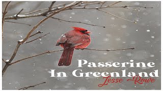 Passerine In Greenland  Original Song [upl. by Peltz]