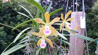 Encyclia tampensis [upl. by Malanie]