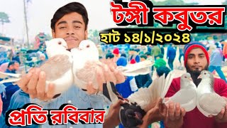 আজকে জানাবো টঙ্গী হাটের দেশি বিদেশি কবুতরের দর দাম  টঙ্গী কবুতরের হাট ২০২৪  Kobutor hat 2024 [upl. by Aznerol299]