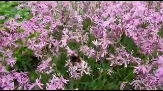 Bee at work pollinating Ragged Robin Lychnis floscuculi British Native moist plant [upl. by Pastelki]