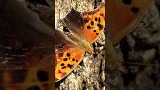 Entomology and Insects  Question Mark Butterfly insects insectdiversity butterfly lepidoptera [upl. by Nodnarb]