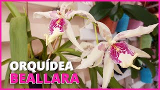 ORQUÍDEA BEALLARA  Veja essa linda floração e saiba como ter sucesso no cultivo dessa orquídea 🌸🥰 [upl. by Patrizio]