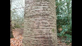 Lockdown day 6 Lenticels on trees [upl. by Fuld]