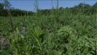 Horseweed  University of Missouri [upl. by Asselem]