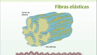 5 Fibras Reticulares y Elásticas [upl. by Oirasor843]