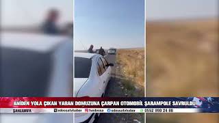 ANİDEN YOLA ÇIKAN YABAN DOMUZUNA ÇARPAN OTOMOBİL ŞARAMPOLE SAVRULDU [upl. by Reinke257]