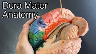 Important anatomy of dura mater English [upl. by Meneau]