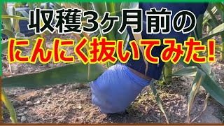 3月下旬でどれくらいの大きさ？収穫3ヶ月前のにんにく抜いてみた！ [upl. by Ahsas]