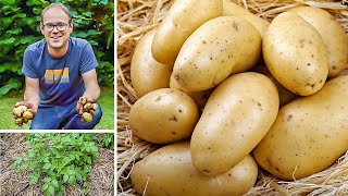 Growing and Pruning Potato Plants for Bigger Harvest  Maximum Productionpotato garden gardening [upl. by Aihseuqal]