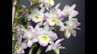 Dendrobium nobile orchid Dendrobium Spring Dream ‘Kumiko’ [upl. by Carmelle]