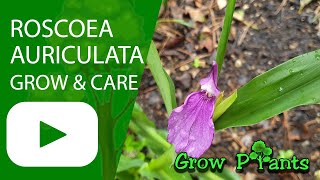 Roscoea auriculata  grow amp care Eared roscoea [upl. by Daloris]