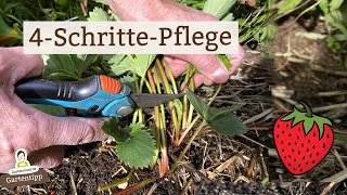 🍓 Die richtige ErdbeerPflege nach der Ernte [upl. by Ethelbert]