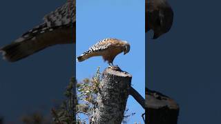 Redshouldered Hawk🐦Bird Of Prey redshoulderedhawk [upl. by Saxen828]