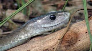 Black Mambas 11  Mamba vs King Cobra [upl. by Nonnac911]