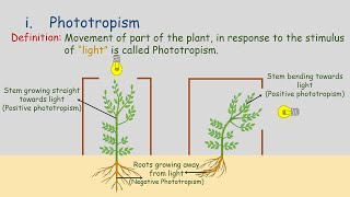 Tropic Movements  Movement in Plants  Phototropism  Geotropism  Hydrotropism  Chemotropism [upl. by Faden961]