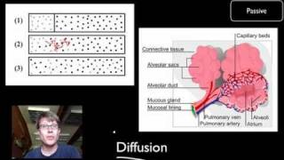 Transport Across Cell Membranes [upl. by Manda]