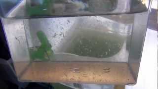 Raise Brine Shrimp Indoors to Adults easy and almost free [upl. by Nay549]