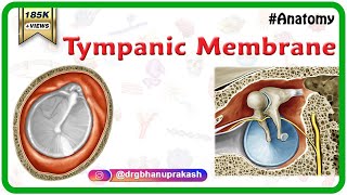 Tympanic Membrane Anatomy  Head and neck Anatomy medical animations  USMLE Step 1 [upl. by Myo]