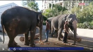 Animaux  Immersion dans la ménagerie du Cirque de MonteCarlo [upl. by Aynahs]