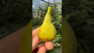 Medieval Yvoire fig farmersmarket fruit farm garden gardening love nature world sun figs [upl. by Sliwa]