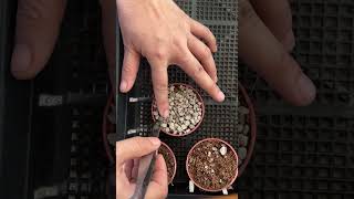 Planting lithops plants lithop lithops lithotherapy lithopscare [upl. by Ladd]