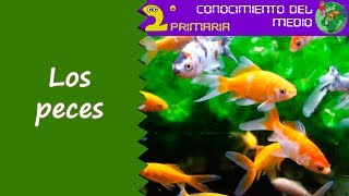 Cono 2º Primaria Tema 5 Los peces [upl. by Illene730]