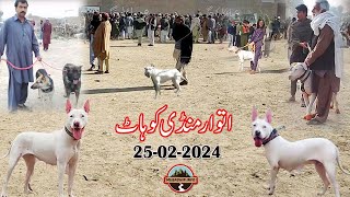 episode no 132  Sunday market kohat 2024  ETWAR MANDI  Mubashir info [upl. by Ahsekar]