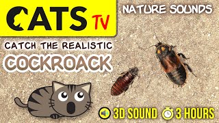 GAME FOR CATS  Realistic cockroach bug CATS TV 3 HOURS [upl. by Annawek603]