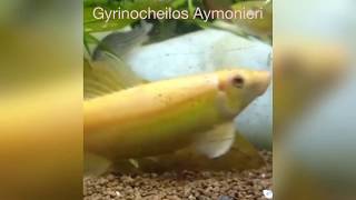 Gold Algae Eater（Gyrinocheilos Aymonieri）feeding in fish tank [upl. by Creighton]