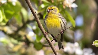 Serin Cini Serin serinus serinus Ambleteuse avril 2024 [upl. by Piegari]