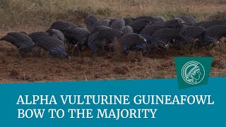 Alpha vulturine guineafowl bow to the majority [upl. by Wamsley]