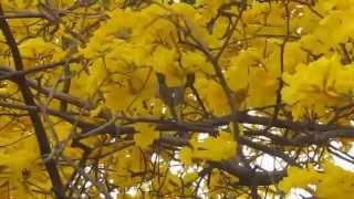 The flower visitors to Handroanthus billbergii subsp ampla [upl. by Brad]