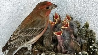 A Fascinating Look at Baby House Finches TimeLapse Video with Live Nest Cam [upl. by Eseryt]