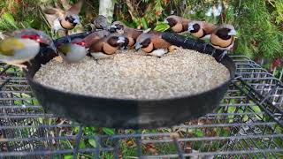 Red Browed and Chestnut Breasted Finches Aldavilla [upl. by Akenaj]