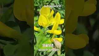 양골담초 💝 scotch broom [upl. by Ecnav544]