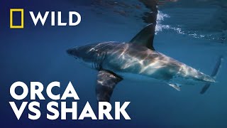 Insane Animal Encounter Caught On Camera  Killer Shark Vs Killer Whale  National Geographic WILD [upl. by Cassius]