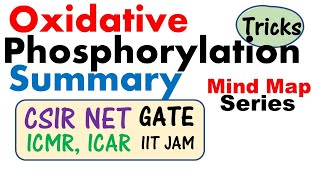 Oxidative phosphorylation and its mechanism [upl. by Sdlonyer]