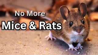 How to Eliminate Mice and Rats in Your Garden [upl. by Admama]