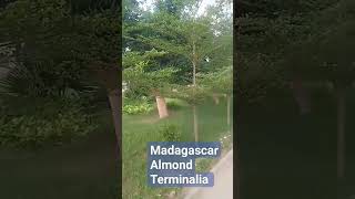 Terminalia mantely Madagascar Almond fact biologynotes gardenplants plant biologylecture [upl. by Esila]