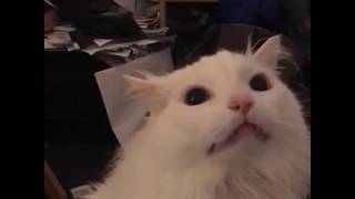 Thurston the Cat Full video [upl. by Hambley58]